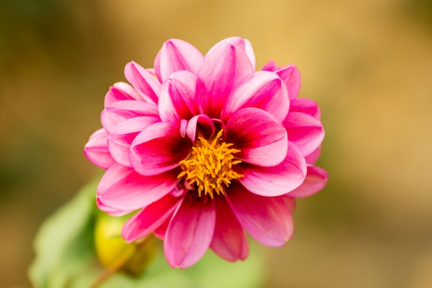 Beautiful autumn selective focus of pink common zinnia flower 