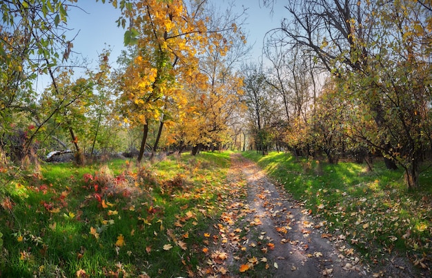 Beautiful autumn sunset in the forest with green grass and red a