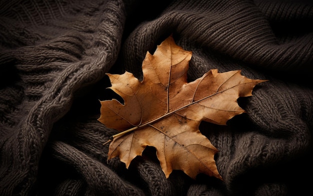 beautiful autumn sweater
