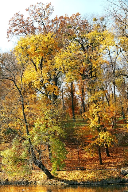 Beautiful autumn trees in park