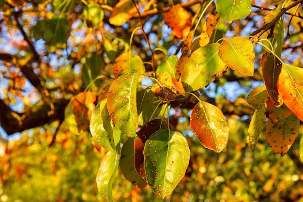 Красивые осенние деревья с разноцветными листьями крупным планом