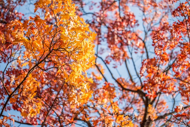 Bellissimi alberi autunnali con foglie di arancio