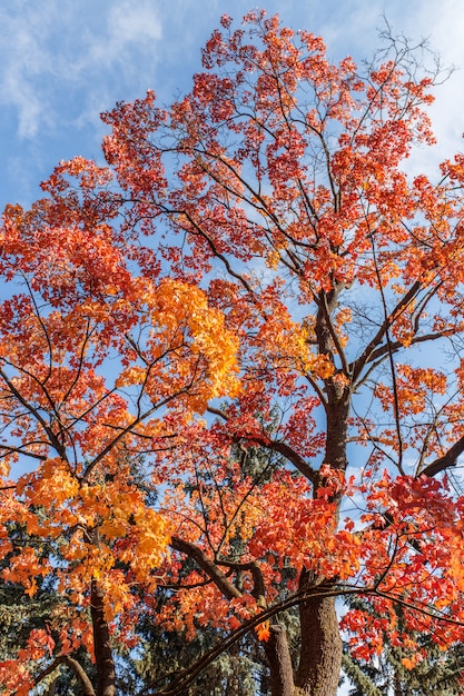 オレンジの葉の美しい秋の木々
