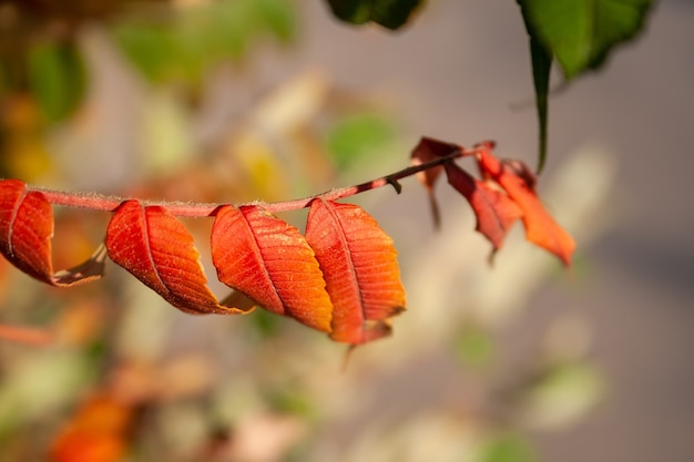 따뜻한 석양 아래 주황색 붉은 잎을 가진 루스 티피나의 아름다운 가을 나뭇가지