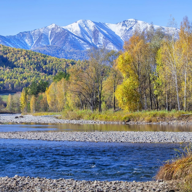 Beautiful autumn view Blue river yellow forest and snow mountains