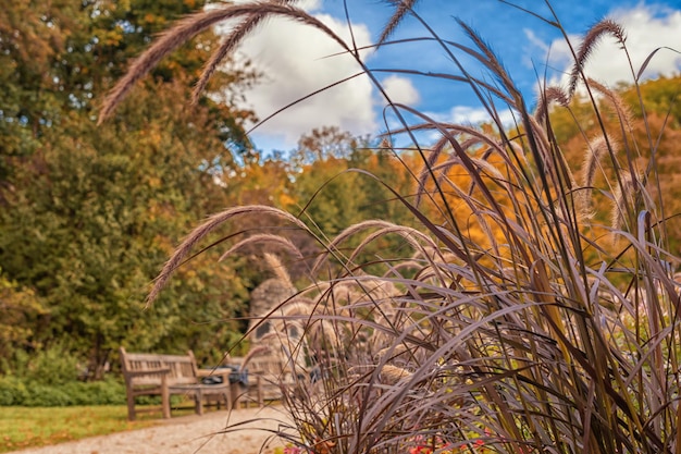 beautiful autumn view in the parkautumn park with yellow trees and yellow grass in ingolstadt city bavaria germany