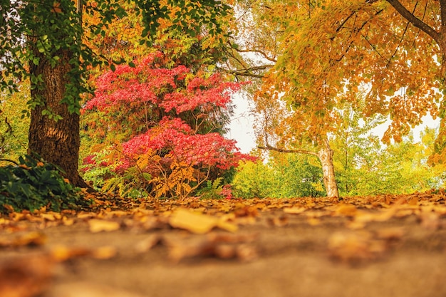 beautiful autumn view in the parkautumn park with yellow trees and yellow grass in ingolstadt city bavaria germany