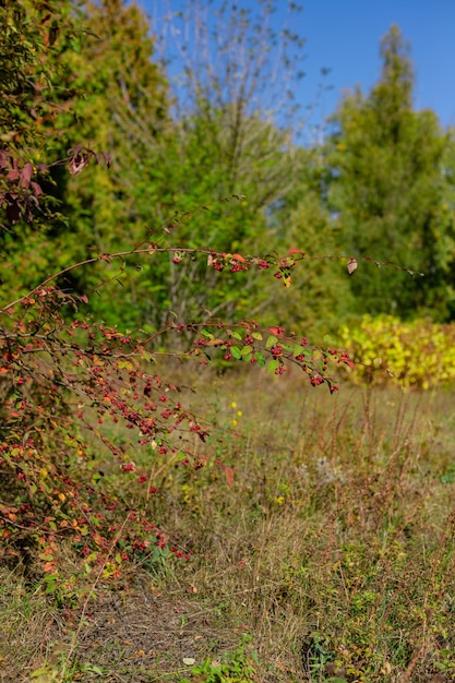 Foto bellissimo paesaggio autunnale selvaggio