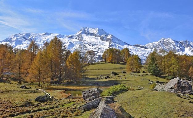 Beautiful autumnal alpine landscape with yellow larch trees ans snowy mountain range under a blue sky