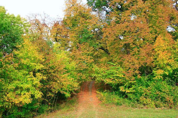 beautiful autumnal colors with forest road and trees bushes