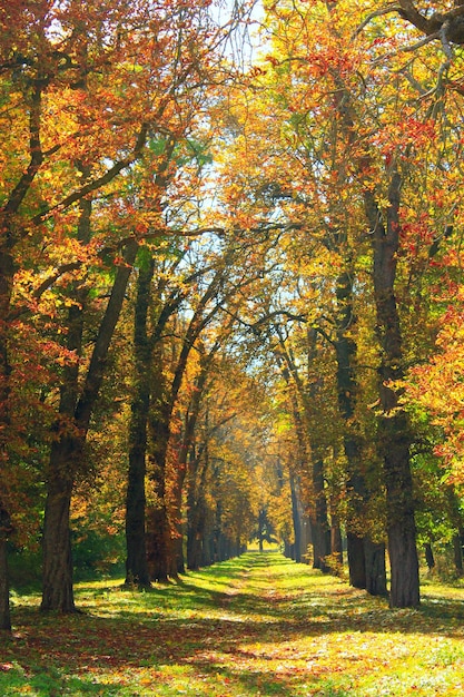 Beautiful autumnal park with big trees in yellow colors