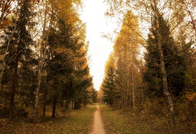 The beautiful avenue in the autumn park with a lot of trees and yellow leaves on the floor