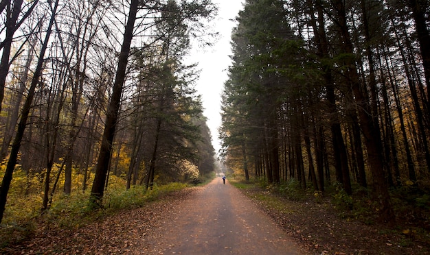 The beautiful avenue in the autumn park with a lot of trees and yellow leaves on the floor