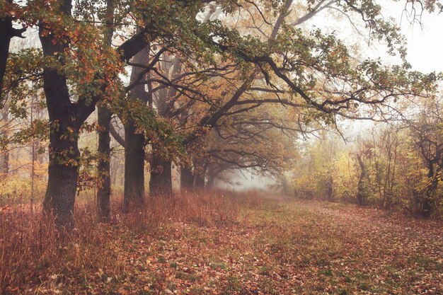 Il bellissimo viale nel parco autunnale con molti alberi e foglie gialle sul pavimento