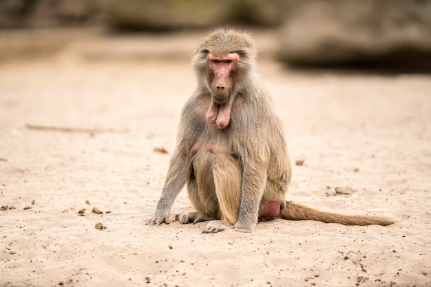 Beautiful baboon