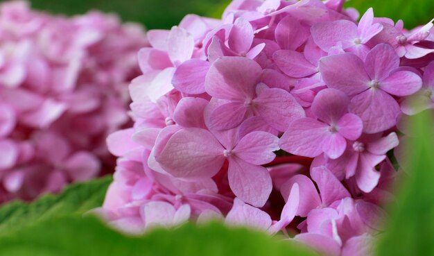Photo beautiful background for computers, phones and smartphones. hydrangea, pink flowers are blooming in summer at sunset in town garden.