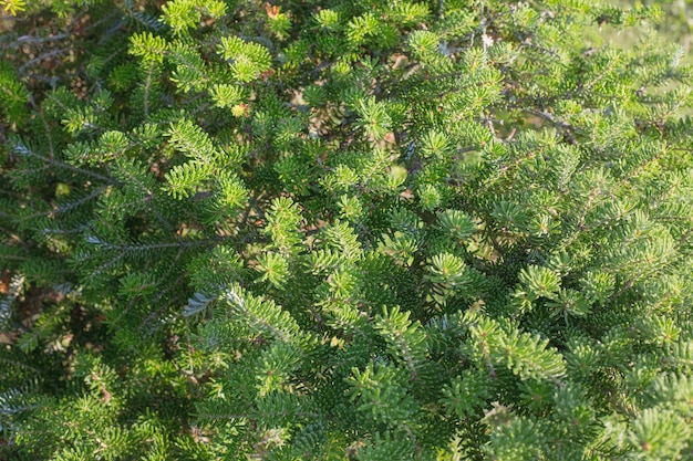 Bellissimo sfondo di rami di conifere