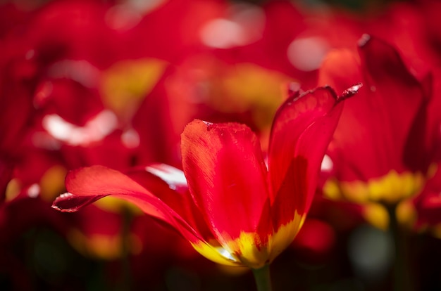 Beautiful background from red tulipsFloral background for summer or spring