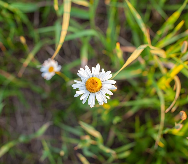 多くの咲くデイジーフィールドの美しい背景。カモミール草のクローズアップ。白黄色の花と緑の草と開花デイジーでいっぱいの春の美しい牧草地