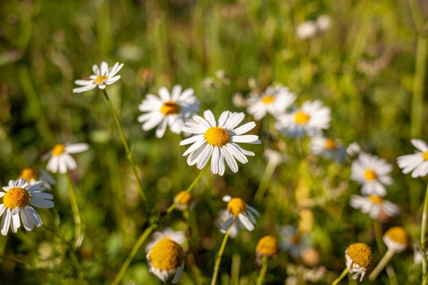 Beautiful background of many blooming daisies field chamomile grass