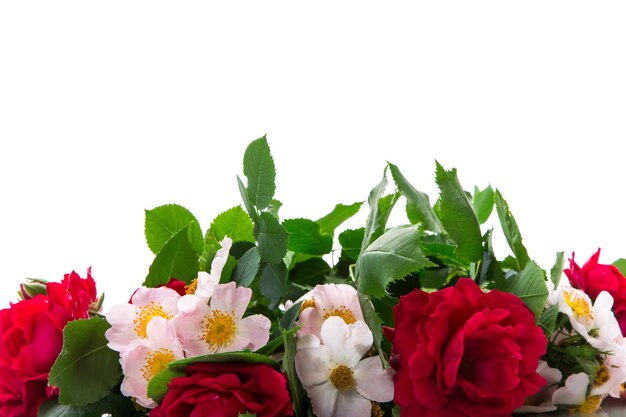 Beautiful background of many red roses isolated on white background