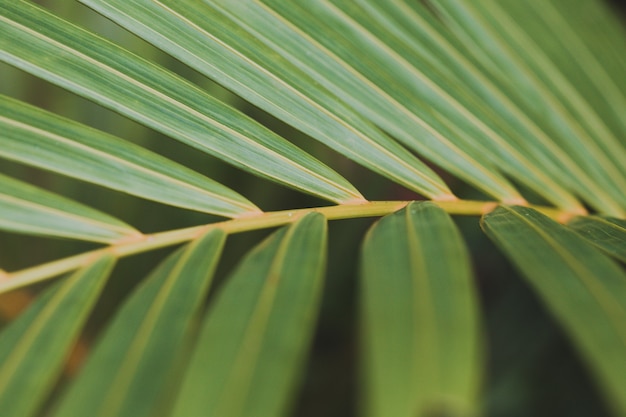 Beautiful background of palm leaf, wallpaper