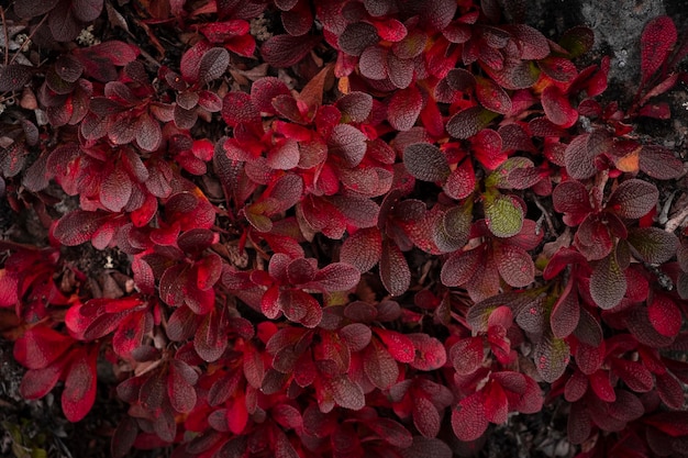 Beautiful background of the red autumn northern plants foliage and grass