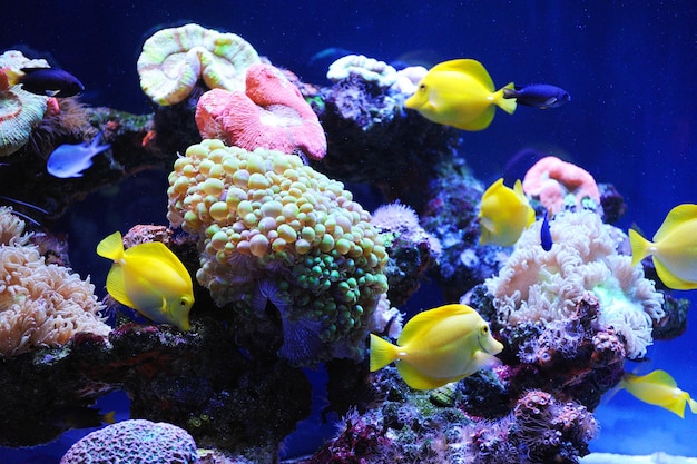 Beautiful background of the underwater world Underwater scene with coral reef and tropical fish