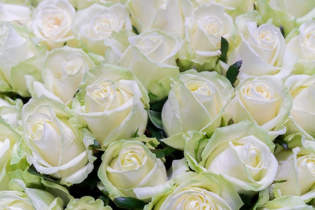 Beautiful background of white roses