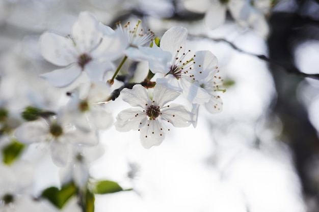 Beautiful background of wild plum blossoms close up macro single point focus