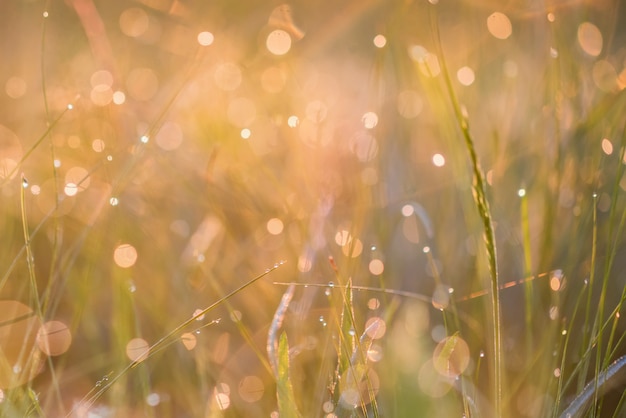 Beautiful background with morning dew on grass