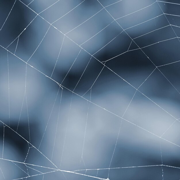 Beautiful background with spider web Macro shot