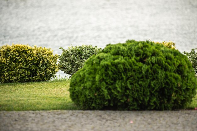 Beautiful backyard landscape design with bush and plants decorated