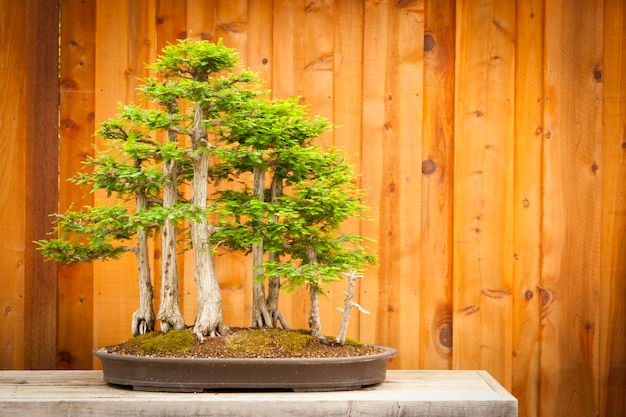 Beautiful bald cypress bonsai tree forest against a wood fence