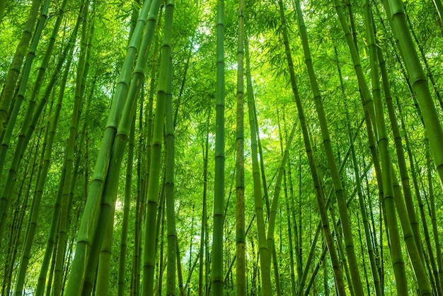 Bellissimo sfondo di foresta di bambù