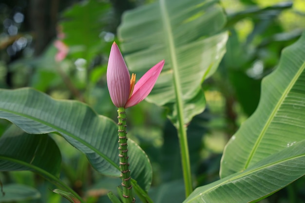 Beautiful banana flower detail in nature