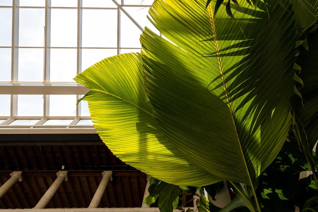 햇빛 그림자에 있는 아름다운 바나나 잎은 천연 녹색 장식 식물 식물학과 잎사귀입니다.