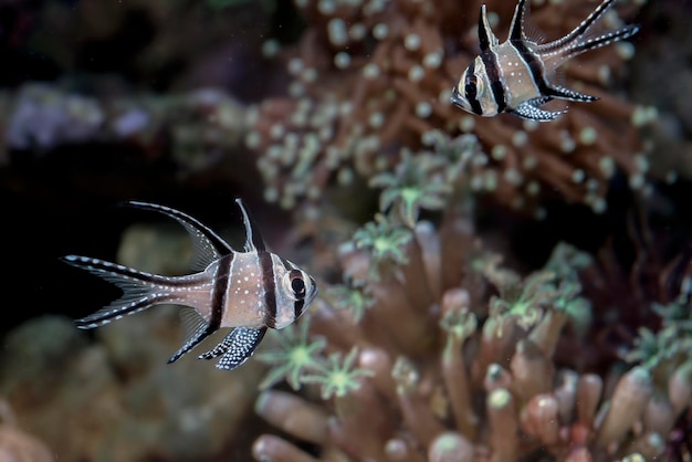 サンゴ礁の美しいバンガイ枢機卿の魚