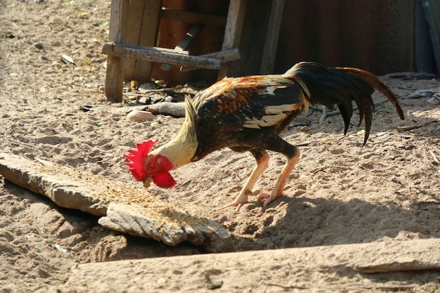 国内の農場で食べ物を食べる美しいバンタム。動物と屋外のコンセプト。