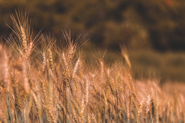 Bellissimo campo d'orzo nel tramonto