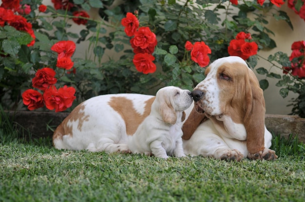 Beautiful Basset Hound purebred dog female resting on the grass near her puppy