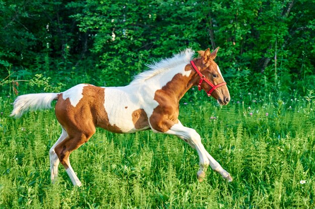 春の緑の牧草地、トムスク、シベリア、ロシアの美しい湾の子馬のギャロップ