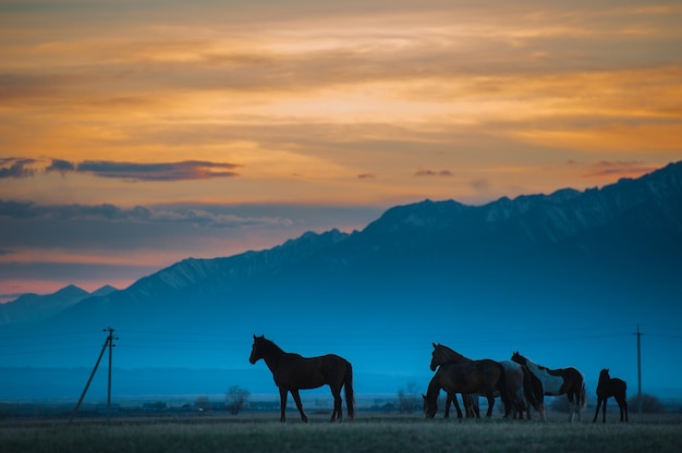 Beautiful bay horse herd grazes in the mountains at sunset, amazing hipster sunny natural background.