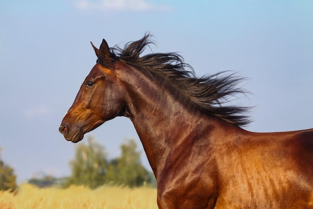 Photo beautiful bay horse portrait