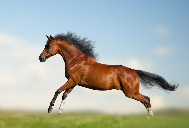 Красивая гнедая лошадь бежит галопом по дикой природе