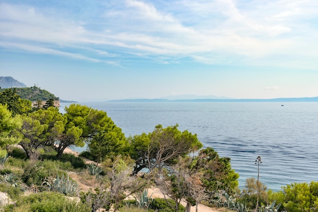 Beautiful beach of the Adriatic sea with the sun and green pine trees.