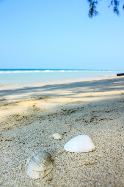 写真 美しいビーチと熱帯の海