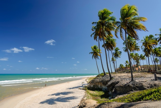 Beautiful beach Conde near Joao Pessoa Paraiba Brazil