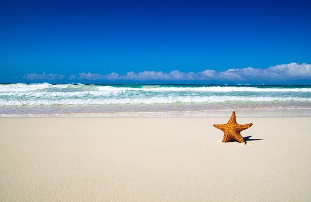 Bellissima spiaggia e mare tropicale