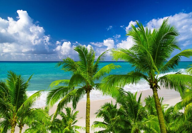 Beautiful beach and tropical sea